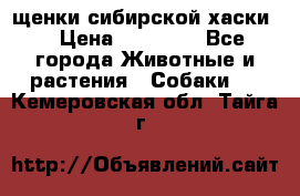 щенки сибирской хаски  › Цена ­ 10 000 - Все города Животные и растения » Собаки   . Кемеровская обл.,Тайга г.